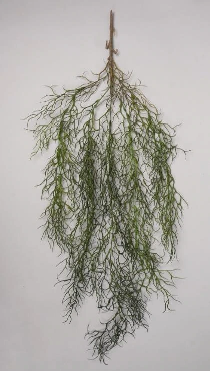 Spanish Moss Leaves Hanging